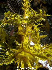Weedy Scorpionfish (Rhinopias frondosa). 110 feet deep an... by Beate Seiler 